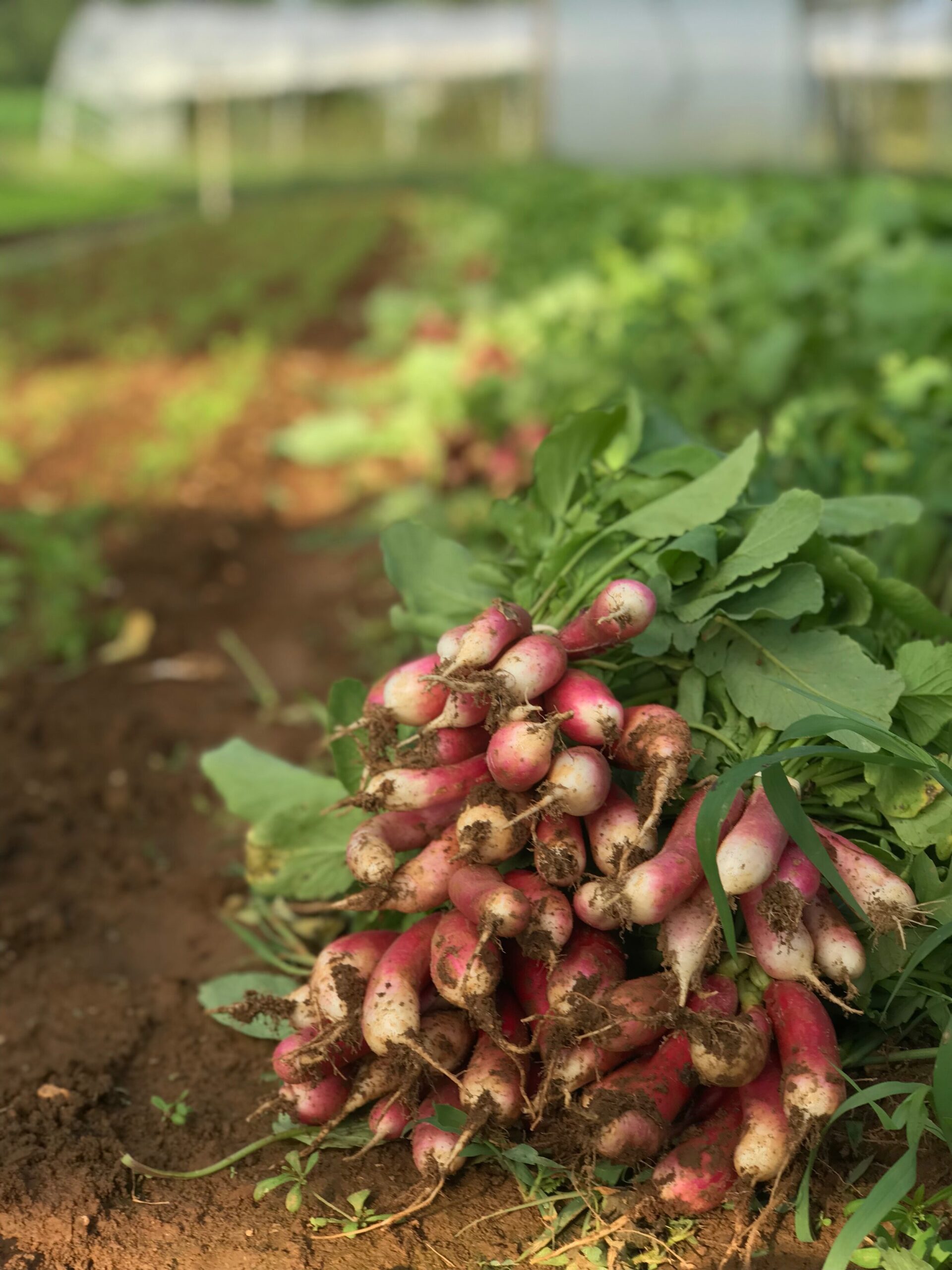 Freshly harvested radishes with dirt still on them, showcasing vibrant pink and white colors, in a lush garden setting with rows of green leafy vegetables in the background.