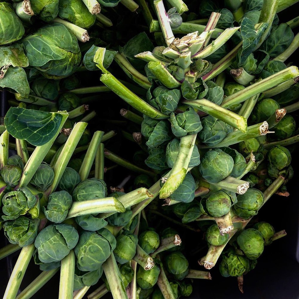 Freshly harvested Brussels sprouts on their stalks, showcasing vibrant green leaves and tightly packed buds, perfect for healthy cooking and seasonal recipes.