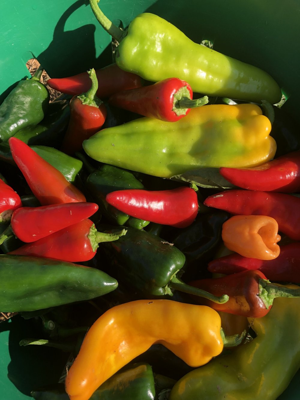 A vibrant assortment of fresh chili peppers in various colors, including green, red, yellow, and orange, arranged in a green bucket. The image showcases the rich variety of peppers, highlighting their glossy skins and natural freshness, ideal for culinary use or gardening purposes.