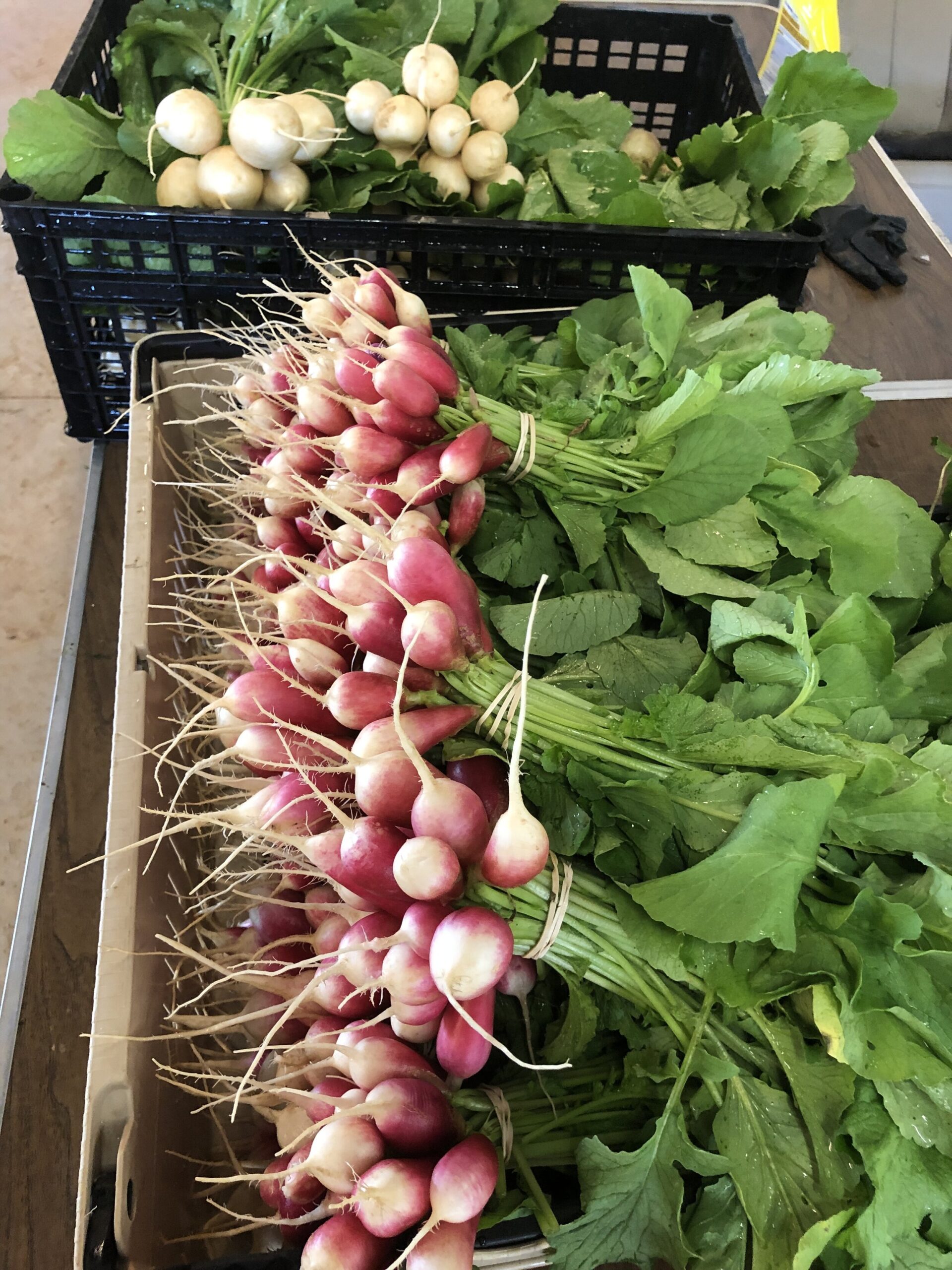Scott++Ireland++-+3F1F10EA-8676-48AF-992D-CF6E1921BAEC Freshly harvested radishes with vibrant pink and white skin, alongside leafy greens, arranged neatly in baskets. The image showcases a variety of radishes, highlighting their crisp texture and rich colors, ideal for farm-to-table recipes or healthy eating.