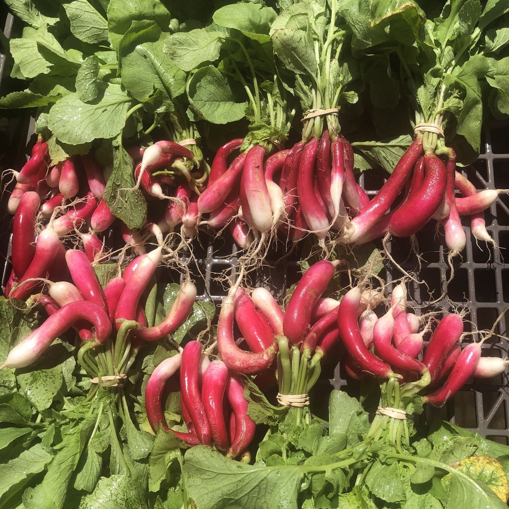 Freshly harvested radishes with vibrant red and white skin, grouped together with green leafy tops, resting on a textured surface. Ideal for salads and garnishes, showcasing their crisp texture and natural sheen.