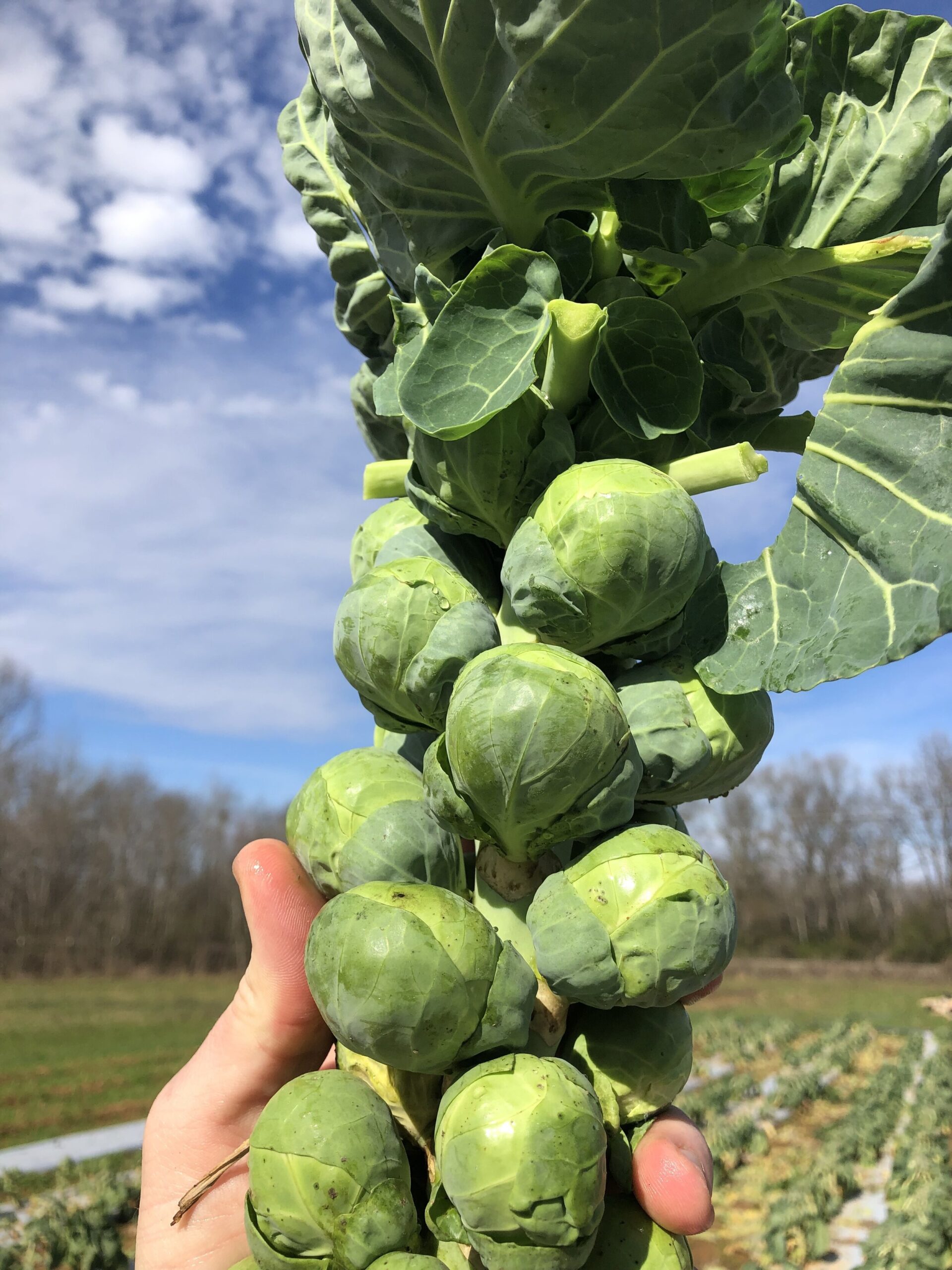 Freshly harvested Brussels sprouts attached to their stalk, held against a clear blue sky with a green field in the background.
