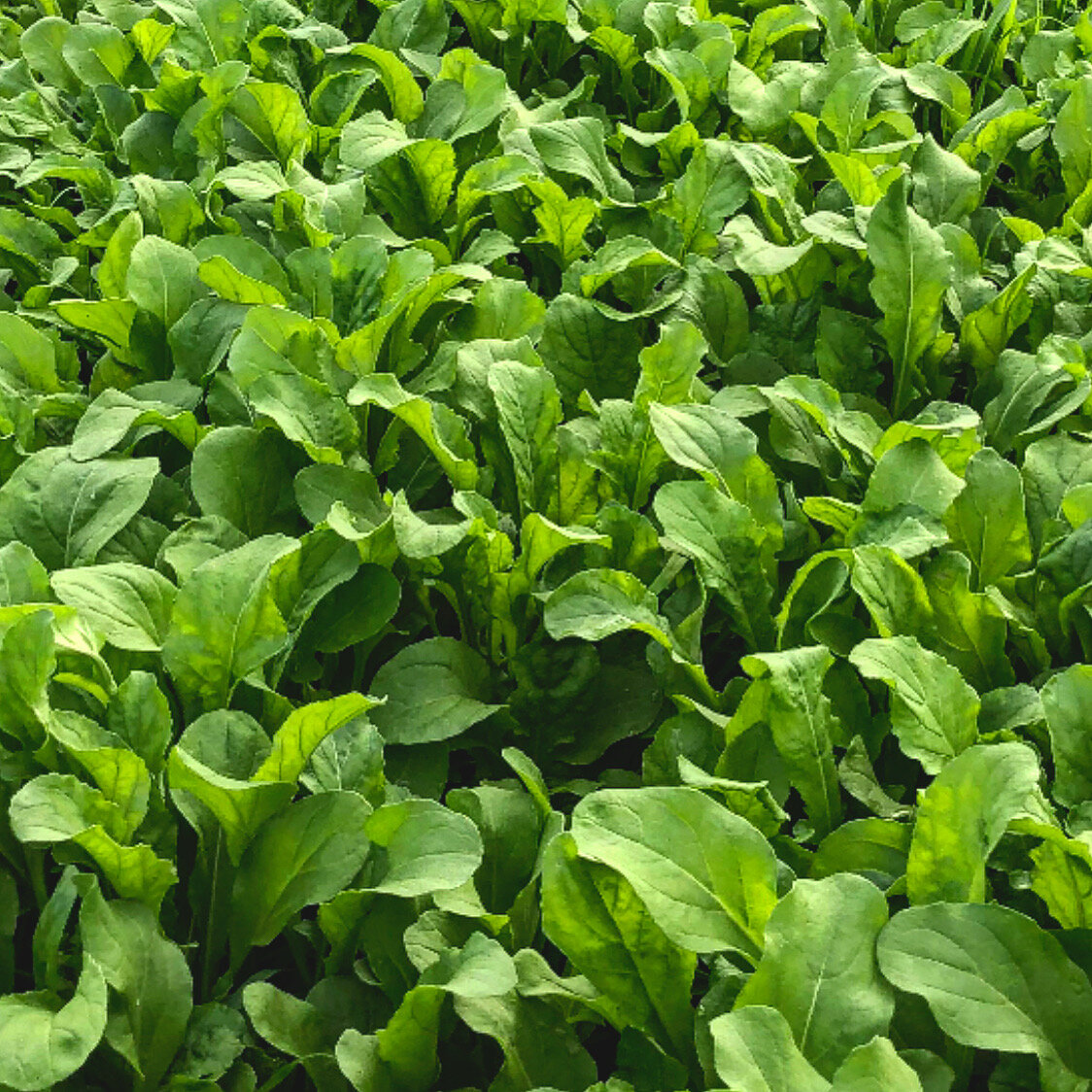 Scott++Ireland++-+8E2B2F3B-183F-4A54-A7F2-6F46AC117A06 (1) Lush green spinach plants growing abundantly in a field, showcasing healthy foliage and vibrant color, ideal for promoting fresh produce and sustainable farming practices.