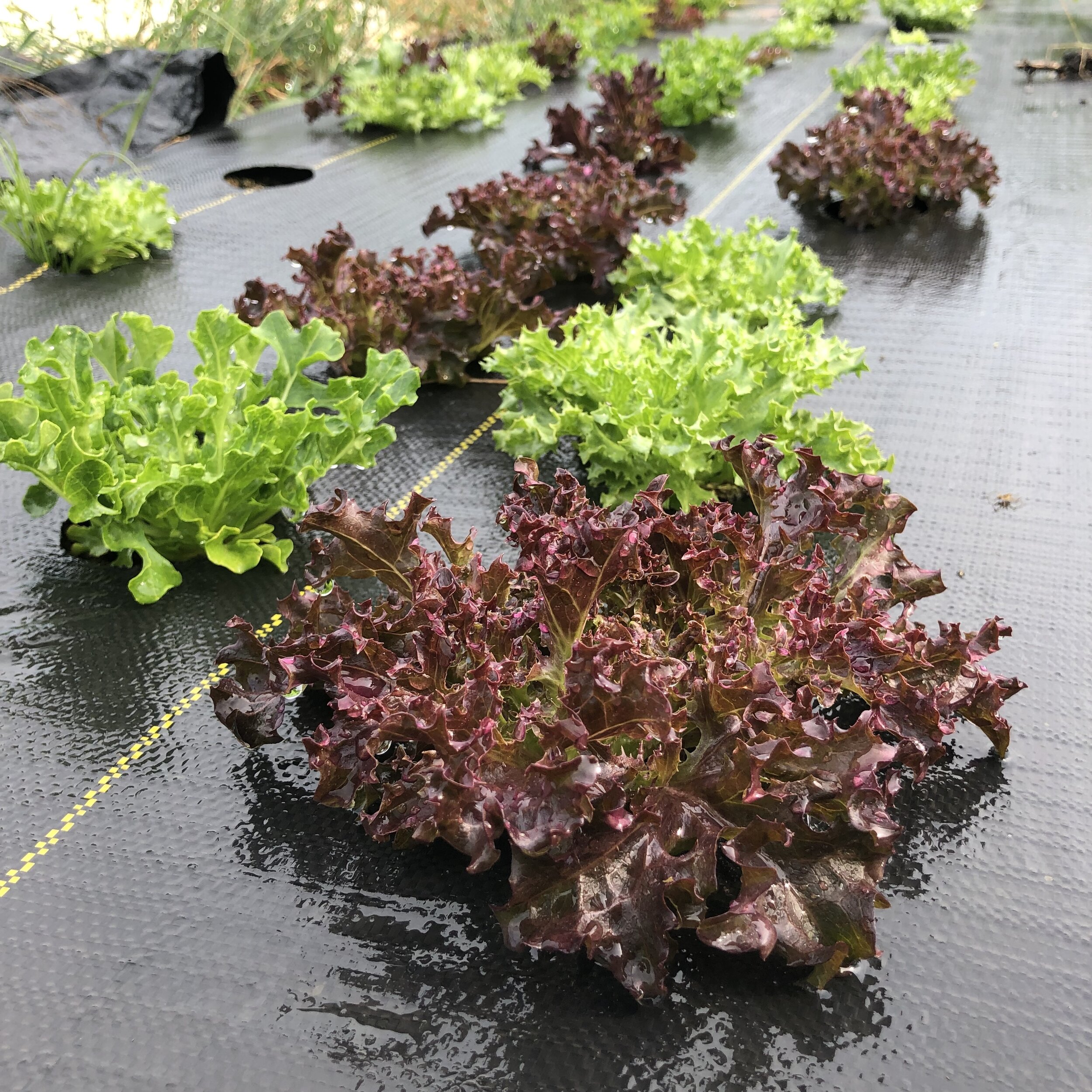 Scott++Ireland++-+BB8CAE84-865E-4DF3-8FF3-102EA2D2CEB6 Row of vibrant green and red lettuce varieties growing on black plastic mulch in a garden setting, showcasing healthy leaves and moisture retention.