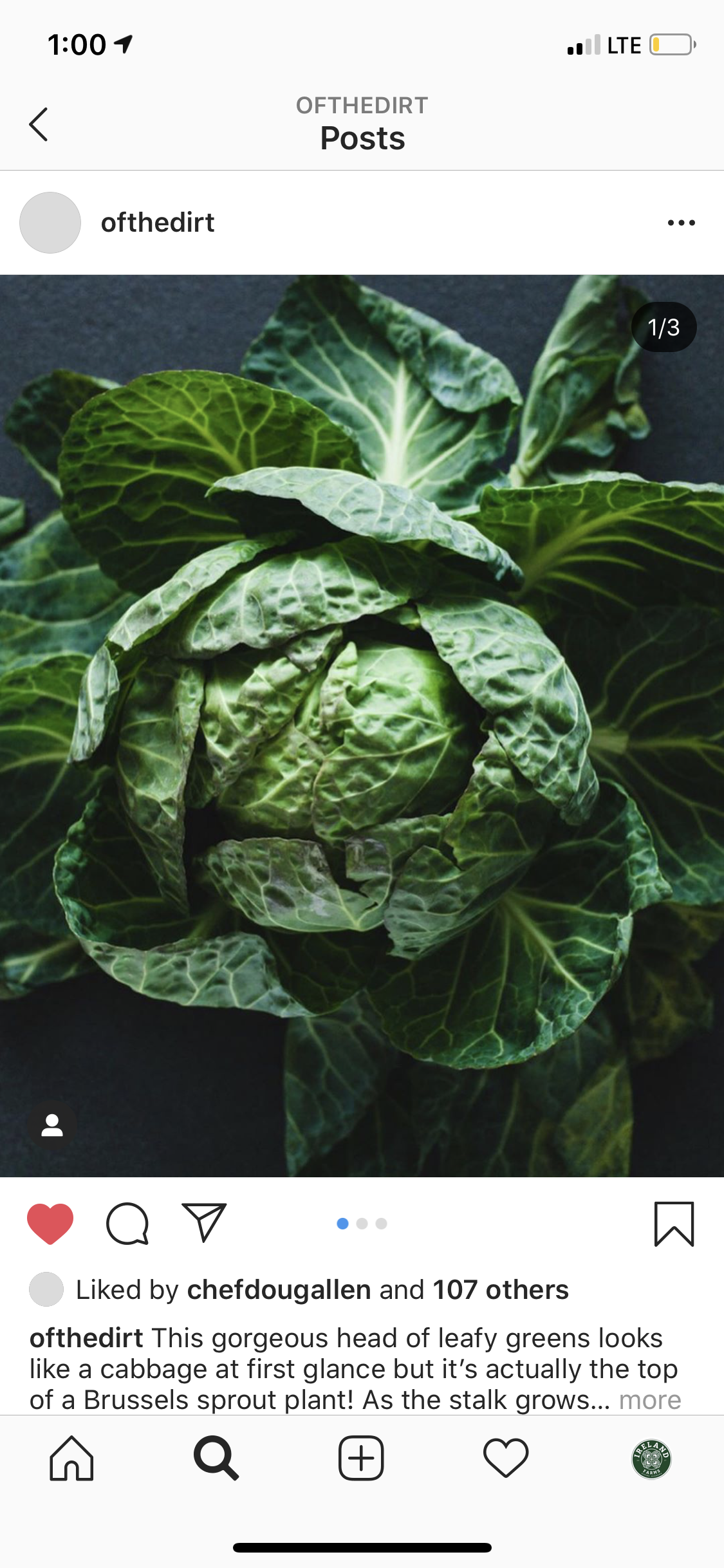 Scott++Ireland++-+CCD032FF-C5A9-4F25-83BE-FC71F7772E15 Close-up of a vibrant green head of Brussels sprouts, showcasing its layered leaves against a dark background, highlighting its unique appearance that resembles cabbage.