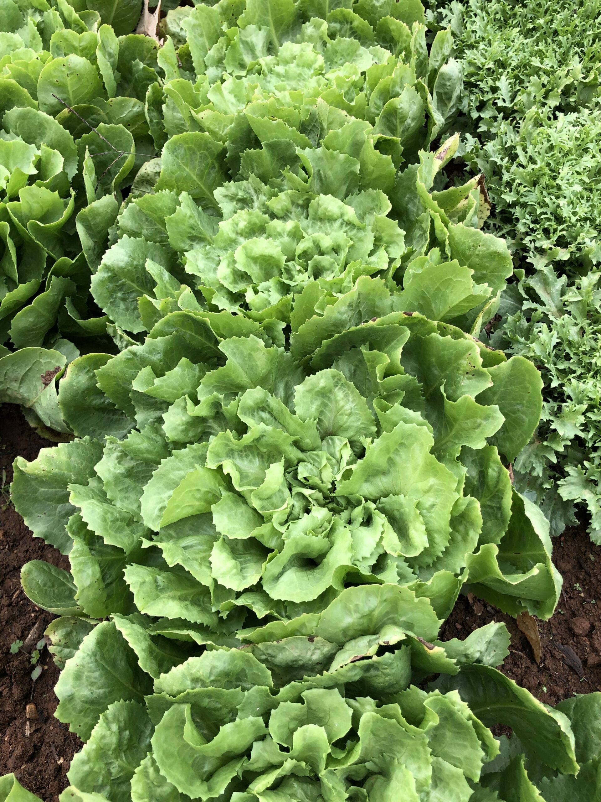 Scott++Ireland++-+F397D413-5AB9-4B0E-A8CD-FBE95BB26522 Lush green lettuce plants growing in a well-tended garden, showcasing vibrant leaves and healthy growth.